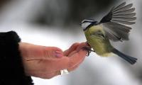 En lille fugl lander på en kvindes hånd